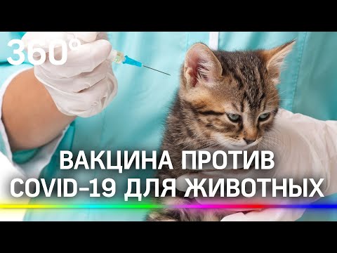 Вакцина против COVID-19 для животных: что известно о разработке российских учёных?