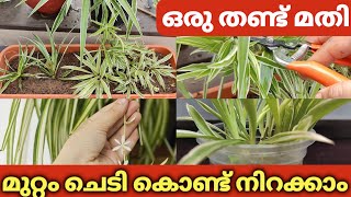 ഈ ചെറിയ കമ്പ് മതി spider plant കിളിർപ്പിക്കാൻ l 3 ways to grow spider plant l care and propagation