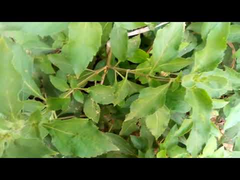 Omujaaja/African Basil/Ocimum Gratissimum#herb#medicine#organic#plant#nature#botany