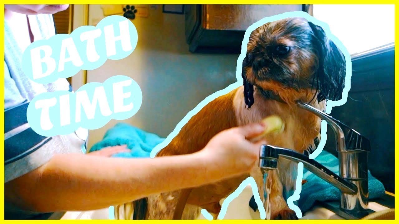 shih-tzu-bath-time-youtube