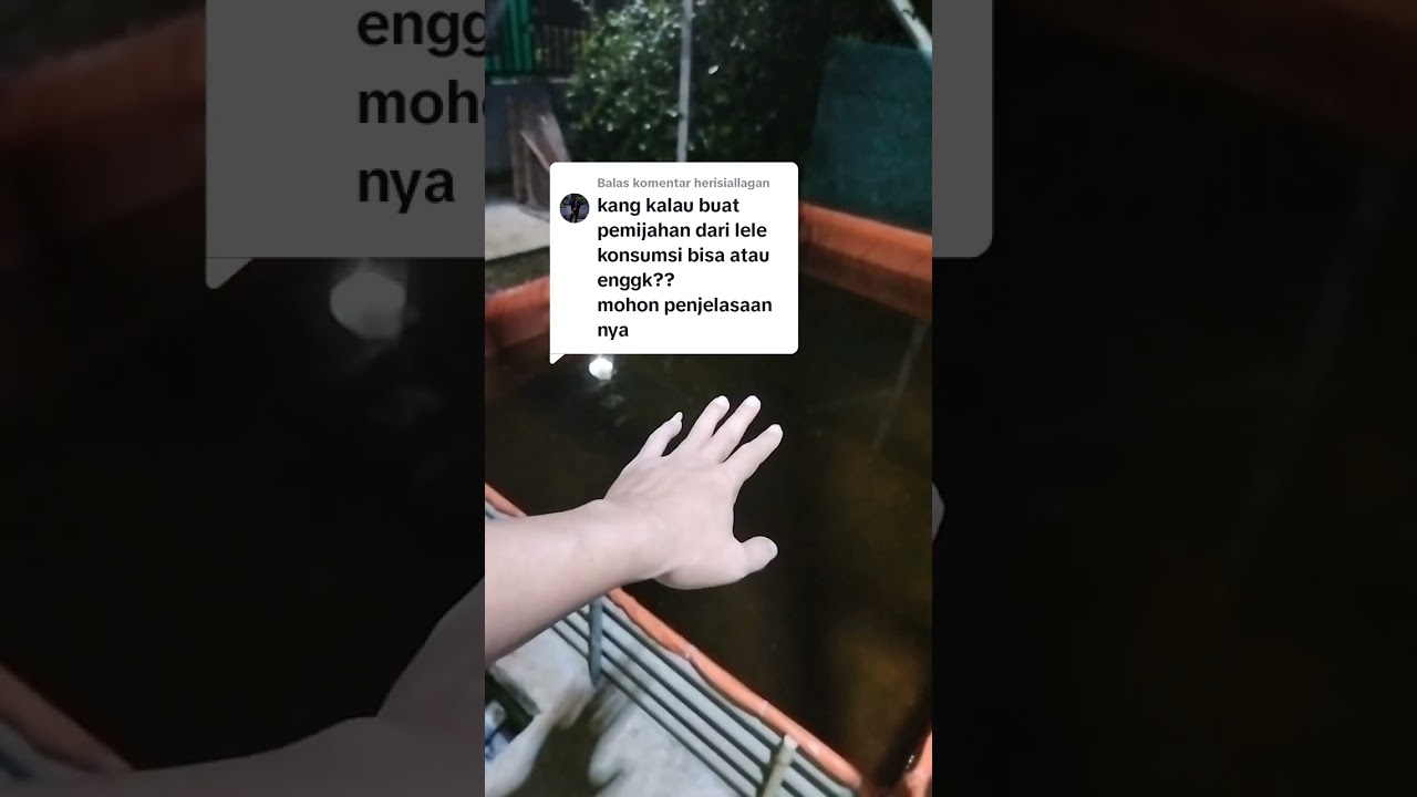 Cara cetak INDUKAN LELE sendiri dari lele konsumsi atau bongsoran