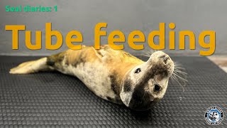Seal diaries - tube feeding by British Divers Marine Life Rescue 393 views 5 months ago 9 minutes, 44 seconds