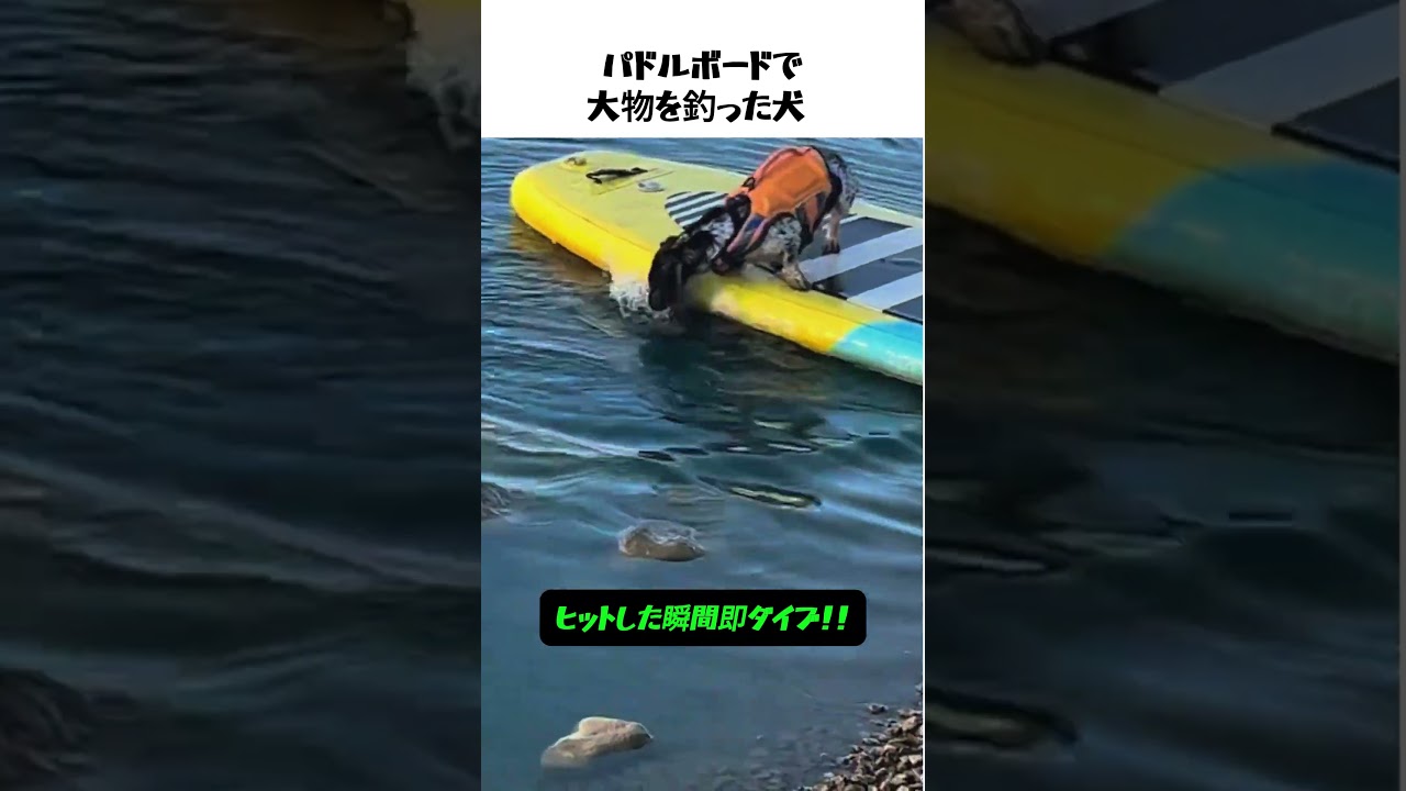 釣竿なんていらない!?パドルボードで本気を出した犬のフィッシング技術が凄すぎるwww #犬のいる暮らし #バズ動画