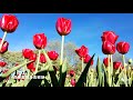 《我们的祖国是花园》 魏微  Wo Men De Zu Guo Shi Hua Yuan