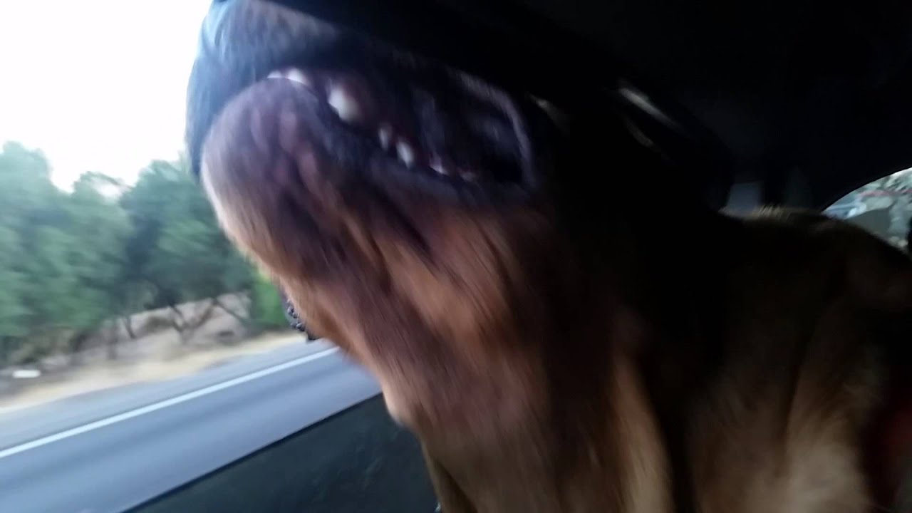 Bloodhound Nose in the Wind