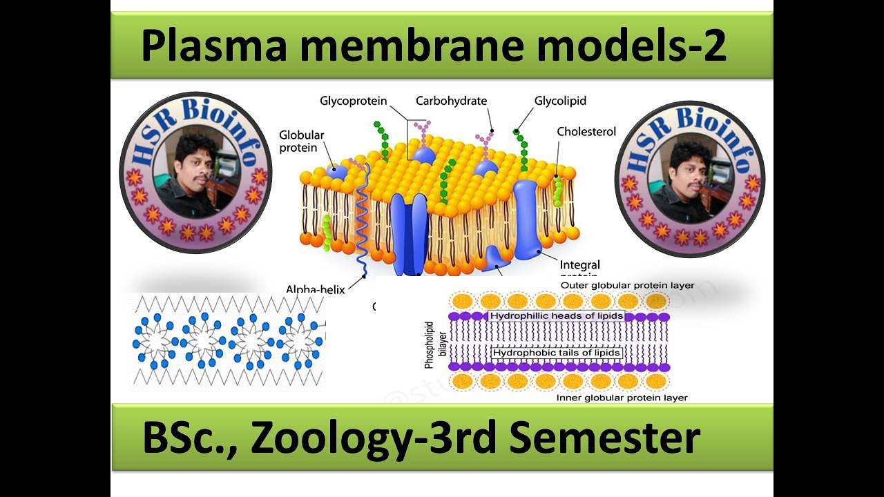 Plasma membrane models-2 | BSc., Zoology 3rd Semester | HSR Bioinfo