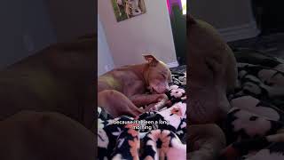 A typical day living with a pit bull #funnypets #short #shortsfeed #lol #dogs  #pitbulls