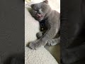 sleepy cat #cat #pet #shorts