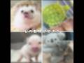 どの動物が好き？ #バズれ #ハリネズミ #かめ #コアラ #ぶた