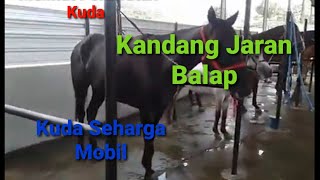 Kandang Kuda Balap / Jaran Balap. Kuda Pacu. Horse Stable Stabling. Naik Delman Istimewa.