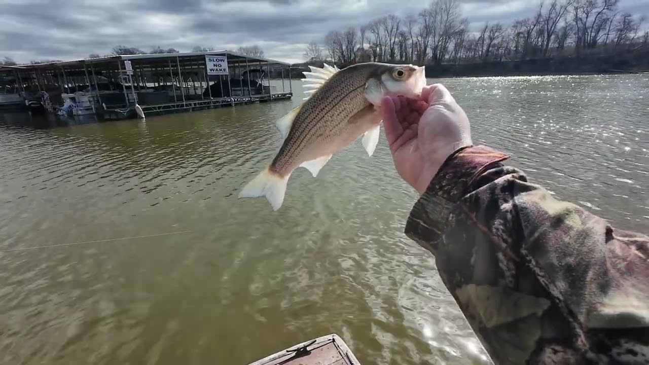 Got on some bass this weekend! (Bonus Blue Cat)