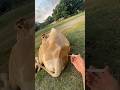 Suntik ATP penguat daya tahan tubuh sapi demam‼️#shorts #animals #cow