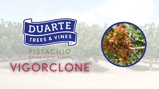 Pistachio Vigorclone From Duarte Nursery