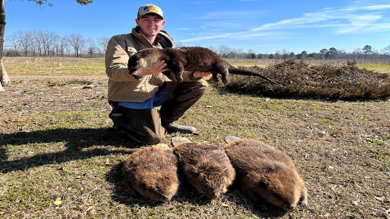 Trapping With 330 Conibears: Trail Cam Footage - YouTube