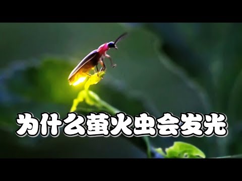 【十万个为什么】为什么萤火虫会发光？|十萬個為什麼|Uncle Why TV