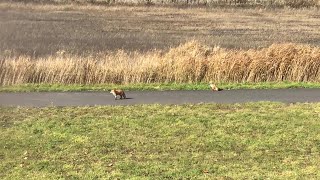 5 Wild Ezo Red Foxes (Kitakitsune) in Hokkaido