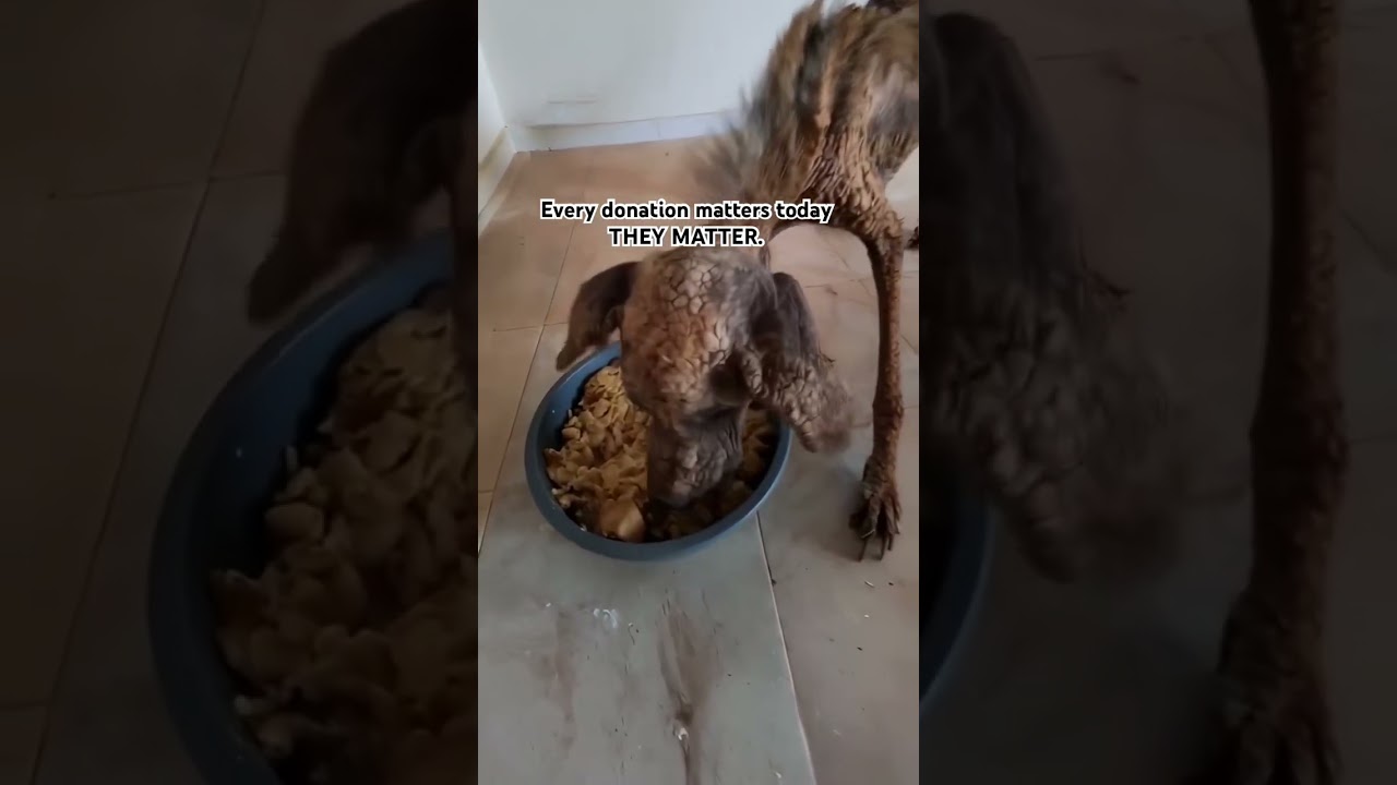 Dog Rescue Shelter 🐾 | Stray Dogs Need Donate Now | Save a Life Today 