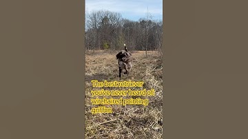 Best hunting dog wirehaired pointing griffon #hunting #dog #bartonoutfitters