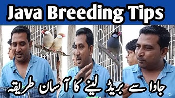 Java Breeding Tips For King Of Java Sir Hammad Hameed l Very Informative Video l V No 152 Sur Birds