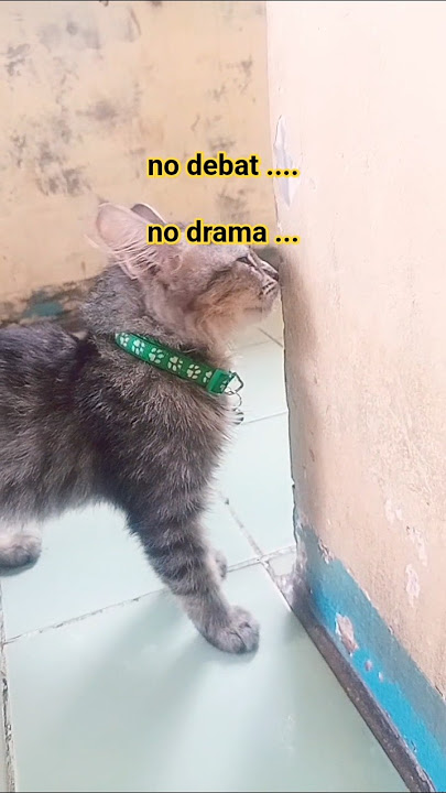 otshusuki chiko #kucinglucu #cutecat #indonesia