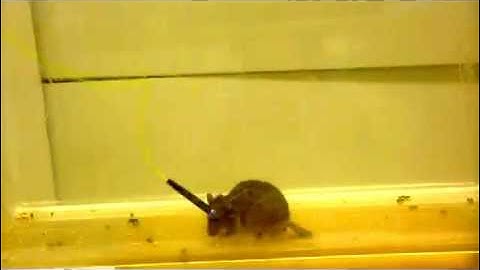 Circling behavior triggered by optogenetic stimulation