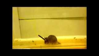 Circling behavior triggered by optogenetic stimulation