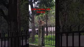 Little monkey with mommy #shorts #reels #viral #nepalivlog #aju99 #foryou