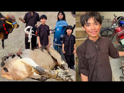 qurban ho gy sab janwar||saim udas ho gya||first day of qurbani eid