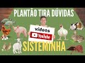 Plantão tira dúvidas Sisteminha- Todas as Dúvidas dos comentários dos Vídeos no Canal.