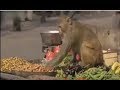 شغل قرود ياباشا 