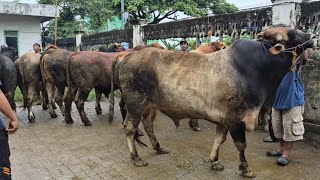 19.500🔥JANTAN JUMBO NUMPUK MENJELANG QURBAN | Pasar Kerek