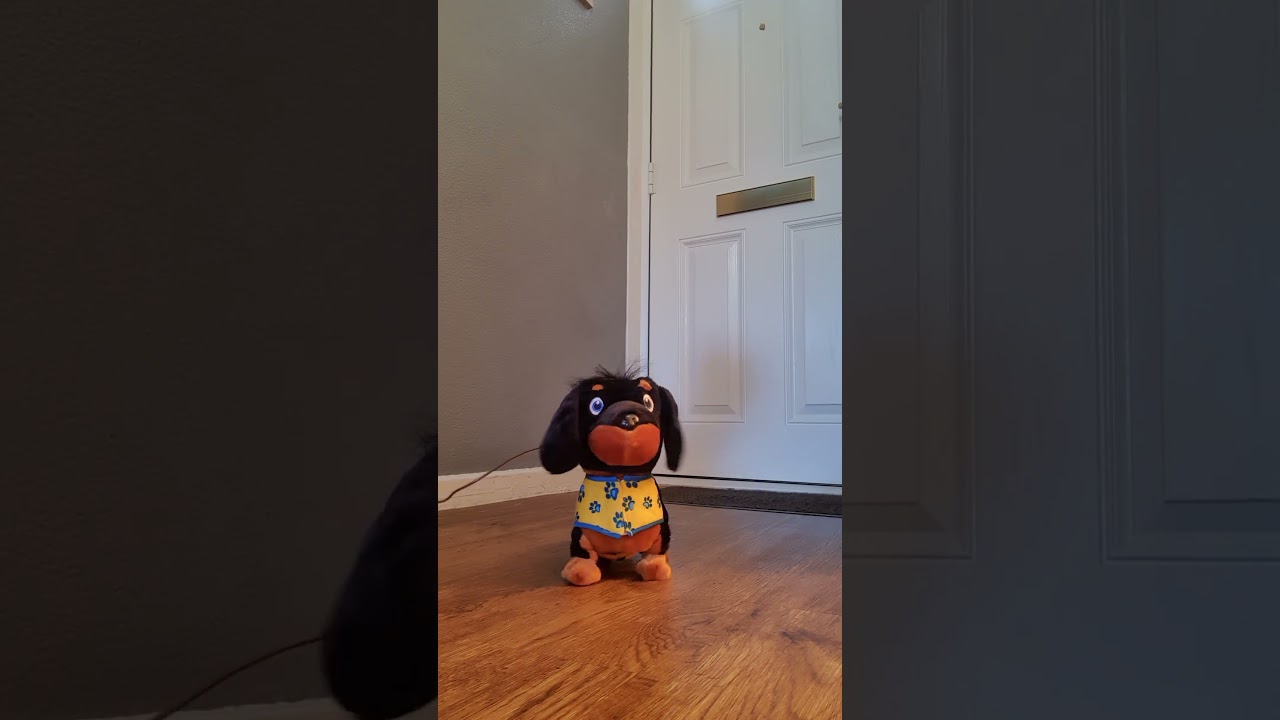 Entertainer pitter patter pets 11 January 2025