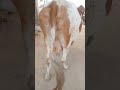 #newsong #cow #ekmotahathighumechala #childrenssong #farming #paisayenyasathiupay #animals #games