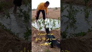 حولت الصحراء لحوض نعناع في 10 دقايق بس 😱🌱