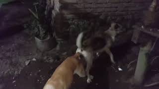 Anjing Kawin Anunya Basah Banget