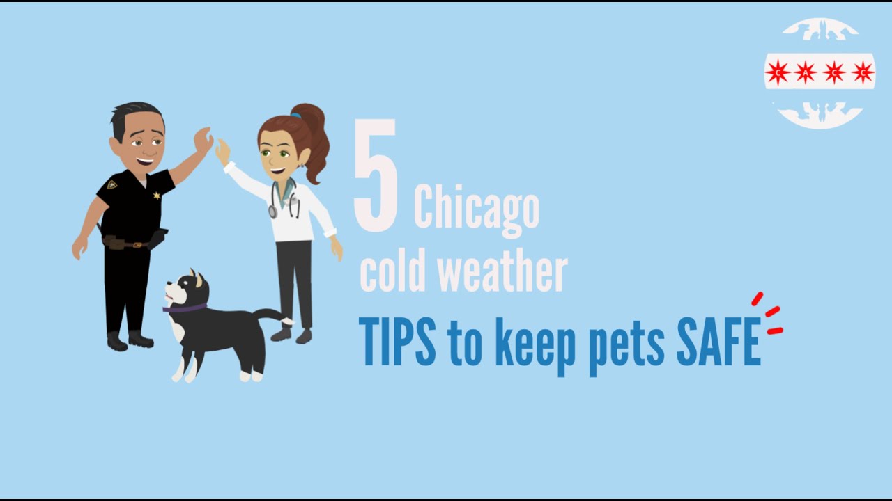 5 Cold Weather Tips to Keep Pets Safe - YouTube