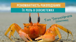 РІЗНОМАНІТНІСТЬ РАКОПОДІБНИХ, ЇХ РОЛЬ В ЕКОСИСТЕМАХ