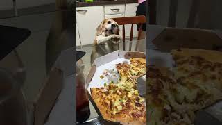 Dog Attempts To Steal Pizza