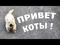 Смешные гости наших котов. Скотч терьеры, Ёжик и Дымок