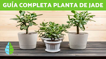 Como regar planta jade?