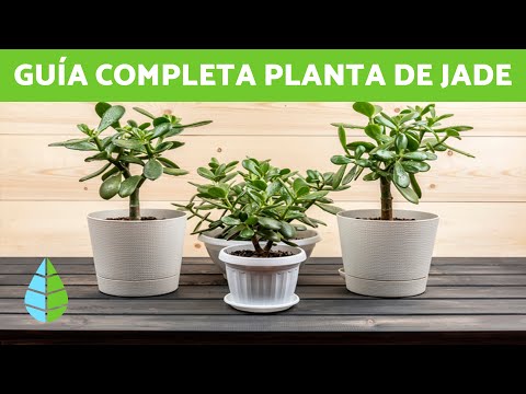 Video: ¿Son venenosas las plantas de jade?
