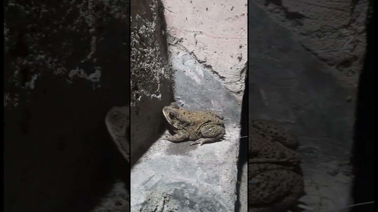 Asian Grass Frog 🐸 ||    