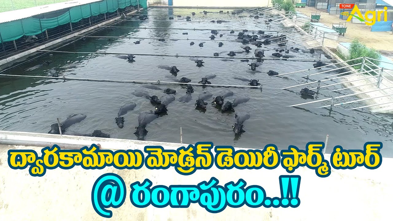 Dwarakamai Dairy Farm Tour #1 | Nimmagadda Naresh | ద్వారకామాయి మోడ్రన్ డెయిరీ ఫార్మ్..!! Tone Agri