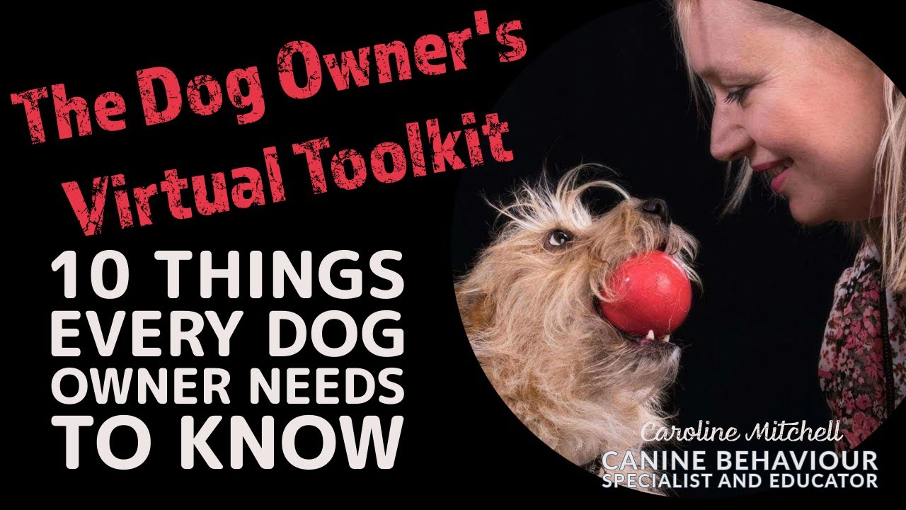 The Dog Owner's Virtual Toolkit: 10 Things Every Dog Owner Needs to Know