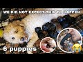 Part 2: Toy Poodle Giving Birth to 6 Puppies! With steps & tips!