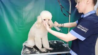 видео: Советы грумера - стрижка головы пуделя  картинка: Советы грумера - стрижка головы пуделя