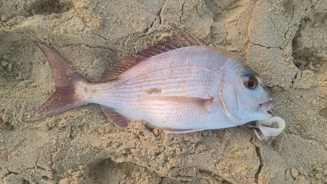 Fishermans Beach Wollongong - Port Kembla - Video 21 - Early Morning Summer Reef  Report.