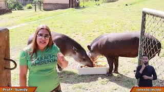 Língua Inglesa – Animals (Animais) – Conexão Escola SME