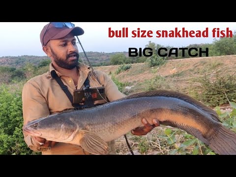 Good snakehead fishing game I'm happy for fishing #Altaf fishing - YouTube