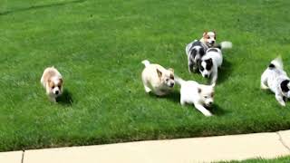 Blue Heeler- Australian Cattle Dog Puppies For Sale